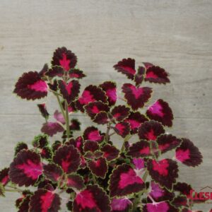 COLEUS - TRAILBLAZER ROAD TRIP 4IN
