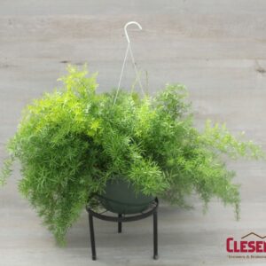 SPRENGERI - ASPARAGUS FERN 10IN HB