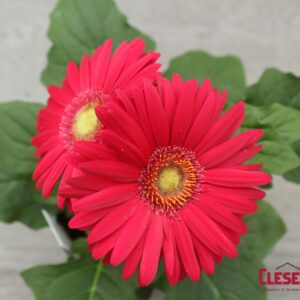 GERBERA DAISY - REVOLUTION ROSE