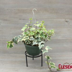 IVY - ALGERIAN VARIEGATED 10IN HB