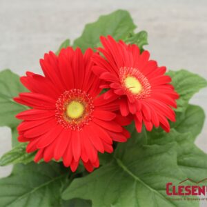 GERBERA DAISY - REVOLUTION RED