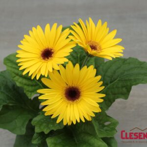 GERBERA DAISY - REVOLUTION YELLOW