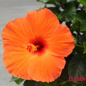 HIBISCUS - TRADEWINDS ORANGE