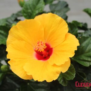 HIBISCUS - TRADEWINDS YELLOW