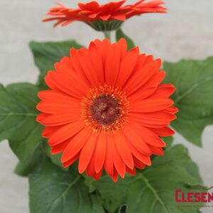GERBERA DAISY - REVOLUTION ORANGE