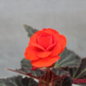 BEGONIA - NONSTOP MOCCA DEEP ORANGE