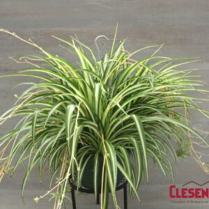 SPIDER - VARIEGATED 10IN HB