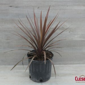 CORDYLINE SPIKE - REDSTAR/SENSATION 8IN