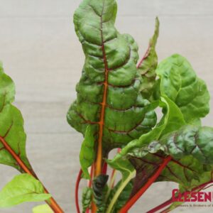 SWISS CHARD - BRIGHT LIGHTS