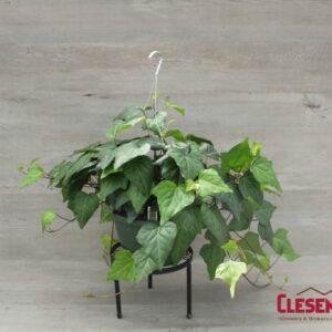IVY - ALGERIAN GREEN 10IN HB