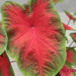 CALADIUM - RED 6IN