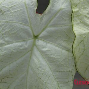 CALADIUM - WHITE 6IN