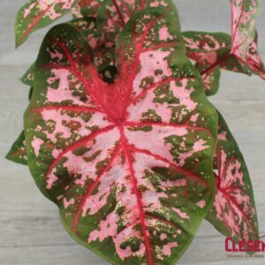 CALADIUM - PINK 6IN