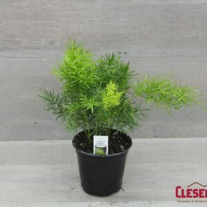 SPRENGERI - ASPARAGUS FERN 4IN