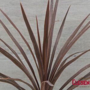 CORDYLINE SPIKE - RED STAR/SENSATION 6IN