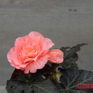 BEGONIA - NONSTOP MOCCA PINK