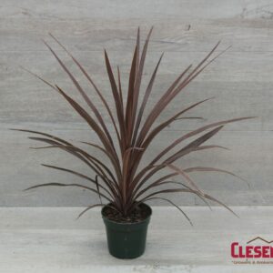 CORDYLINE SPIKE - RED STAR/SENSATION 4IN