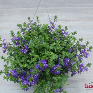 SCAEVOLA - SURVIVA BLUE VIOLET 10IN HB