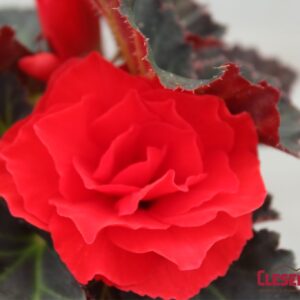 BEGONIA - NONSTOP MOCCA CHERRY