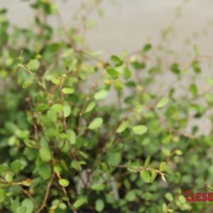 MUEHLENBECKIA - WIRE VINE 4IN