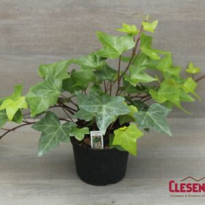 IVY - ALGERIAN GREEN 6IN