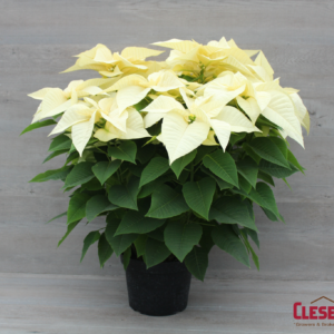 POINSETTIA - WHITE 10" 4 BRANCH