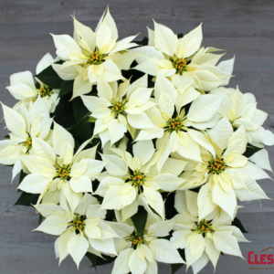 POINSETTIA - WHITE 8.5" 3 BRANCH