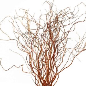CURLY WILLOW - BRONZE/RED 48-60IN