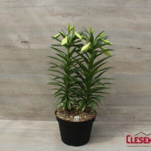 EASTER LILY - 10IN 2 STEM 12+BLOOMS