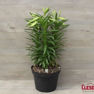 EASTER LILY - 12IN 3 STEM 18+BLOOMS