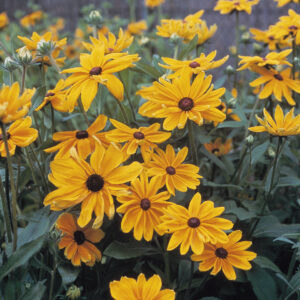 RUDBECKIA - INDIAN SUMMER