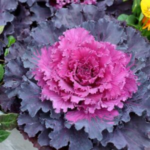 ORNAMENTAL CABBAGE - OSAKA RED IQ 4IN