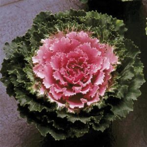 ORNAMENTAL CABBAGE - SONGBIRD PINK 4IN