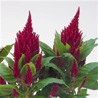 CELOSIA - FRESH LOOK RED