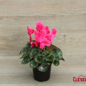 CYCLAMEN - DARK PINK 4IN