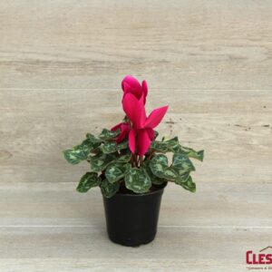 CYCLAMEN - PURPLE 4IN