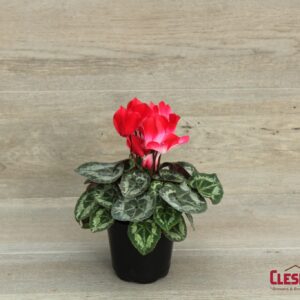 CYCLAMEN - RED 4IN