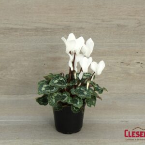CYCLAMEN - WHITE 4IN