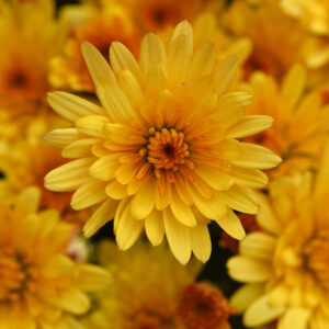 GARDEN MUM - COSMIC YELLOW 4IN