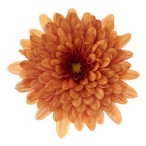 GARDEN MUM - MORGANA ORANGE 4IN