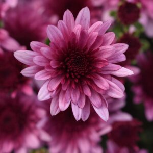 GARDEN MUM - MORGANA PINK 4IN