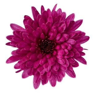 GARDEN MUM - MORGANA PURPLE 4IN