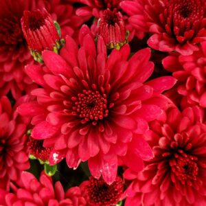 GARDEN MUM - MORGANA RED 4IN