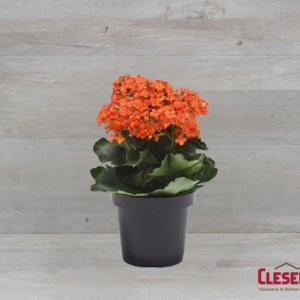 KALANCHOE - ORANGE 4IN