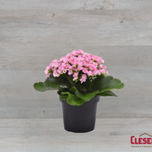 KALANCHOE - PINK 4IN