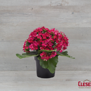 KALANCHOE - PURPLE 4IN