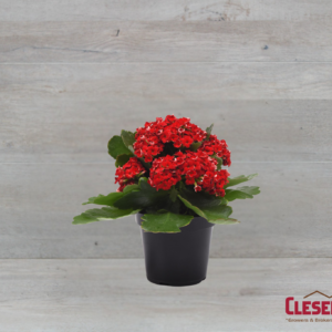 KALANCHOE - RED 4IN