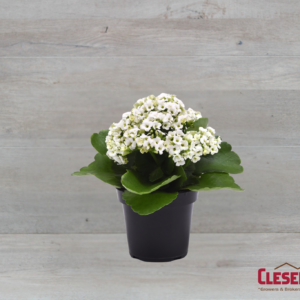 KALANCHOE - WHITE 4IN