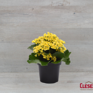 KALANCHOE - YELLOW 4IN