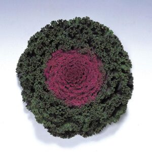 ORNAMENTAL KALE - KAMOME RED 4IN